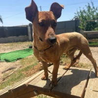 Adopta a Bimbo
