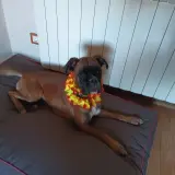 Adopta a Vera