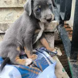 Adopta a Mancha