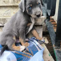 Adopta a Mancha