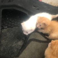Adopta a Camada