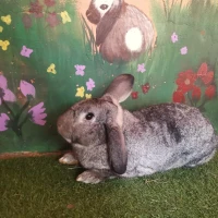 Adopta a (Residente)Blue