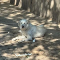 Adopta a Lala