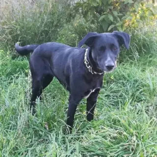 Charanga