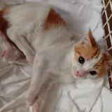 Adopta a Alma