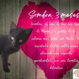 Adopta a Sombra