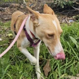 Adopta a Poppy