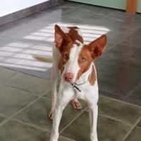 Adopta a Lechero