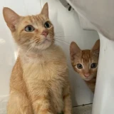 Adopta a Elvira