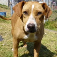 Adopta a Chocolatina