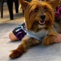 Adopta a Coco Yorkshire Tlf 645978718