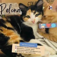 Adopta a Pelona