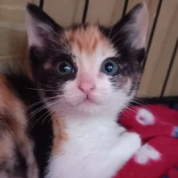 Adopta a Hada