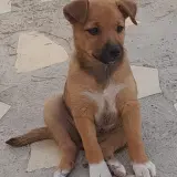 Adopta a Cuqui