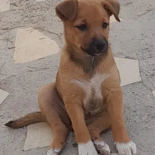 Cuqui