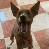 Adopta a Forty