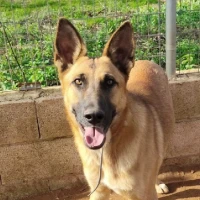 Adopta a Simba