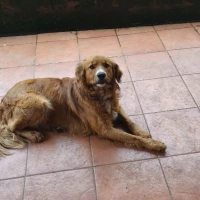 Adopta a Frodo