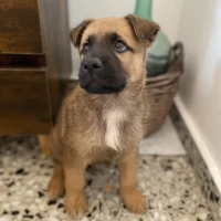 Adopta a Din
