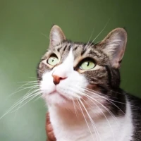 Adopta a Duende Y Kiara