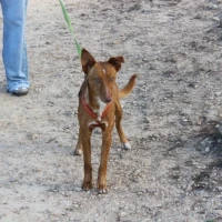 Adopta a Caramelo