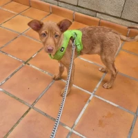 Adopta a Lila, Perrita Cachorra, Tlf 645978718