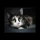 Adopta a Misifu