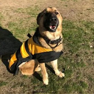 Rocky