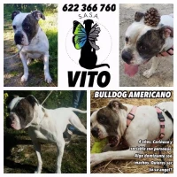 Adopta a Vito