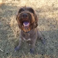 Adopta a Chocolate