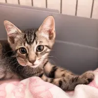 Adopta a Tramuntana