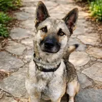 Adopta a Drac