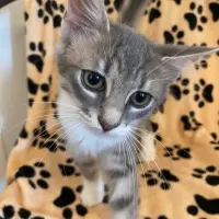 Adopta a Sardina