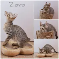 Adopta a Zoro