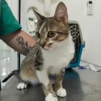 Adopta a Sandy