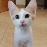Adopta a Arendelle