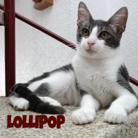 Adopta a Lollipop
