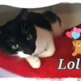 Adopta a Lolo