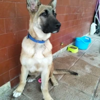 Adopta a Lola