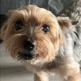 Adopta a Lina