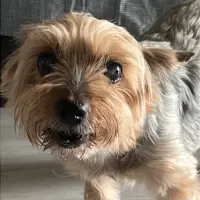 Adopta a Lina