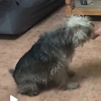 Adopta a Lasi