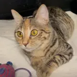 Adopta a Sibi