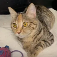 Adopta a Sibi
