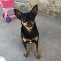 Adopta a Nala