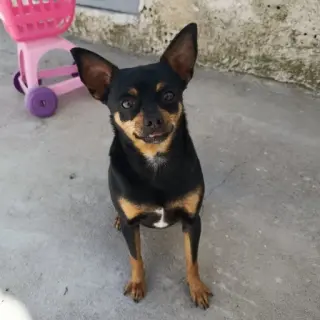 Nala