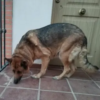 Soka