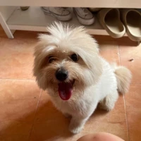 Adopta a Morty