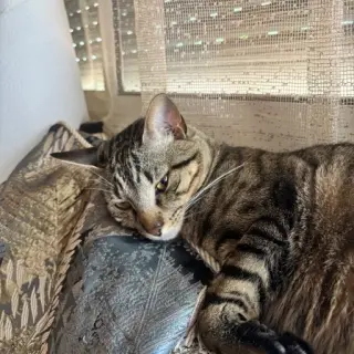 Felix