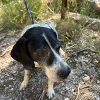 Adopta a Pontos